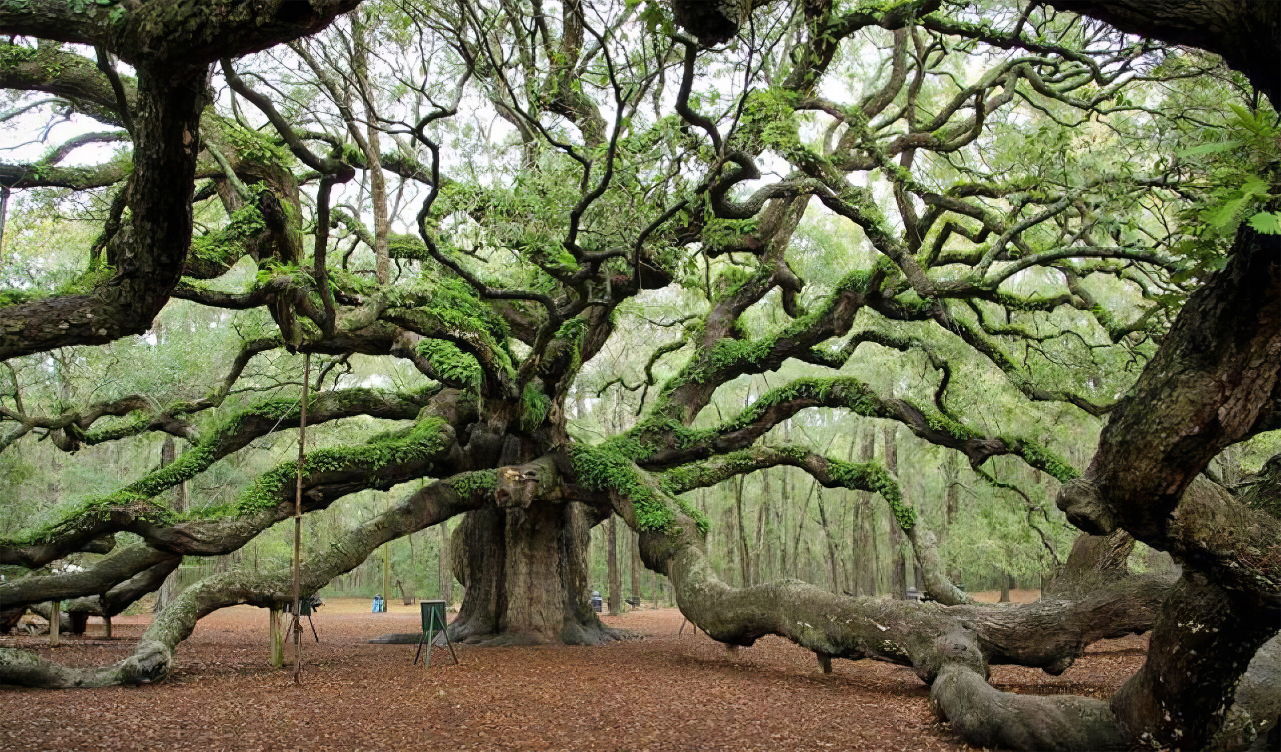 Красивое старое дерево. Oak Moka дерево. Орегонский дуб. Орегонский дуб Канада. Куинингхэми дерево.