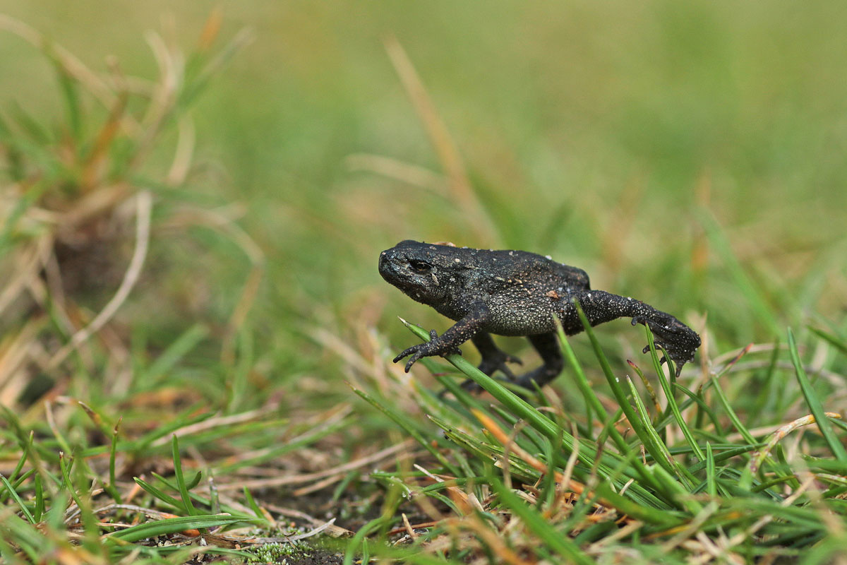 Het regent… padden?! | Zuid-Hollands Landschap