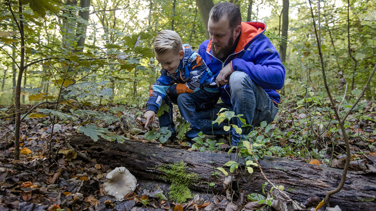 Staelduinse Bos | Foto: Ingrid Bertens