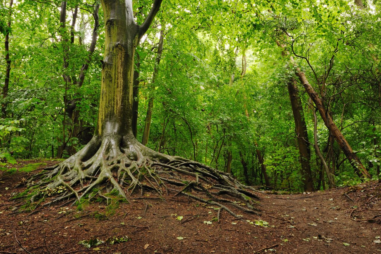 Staelduinse Bos | Foto: Holland Groen