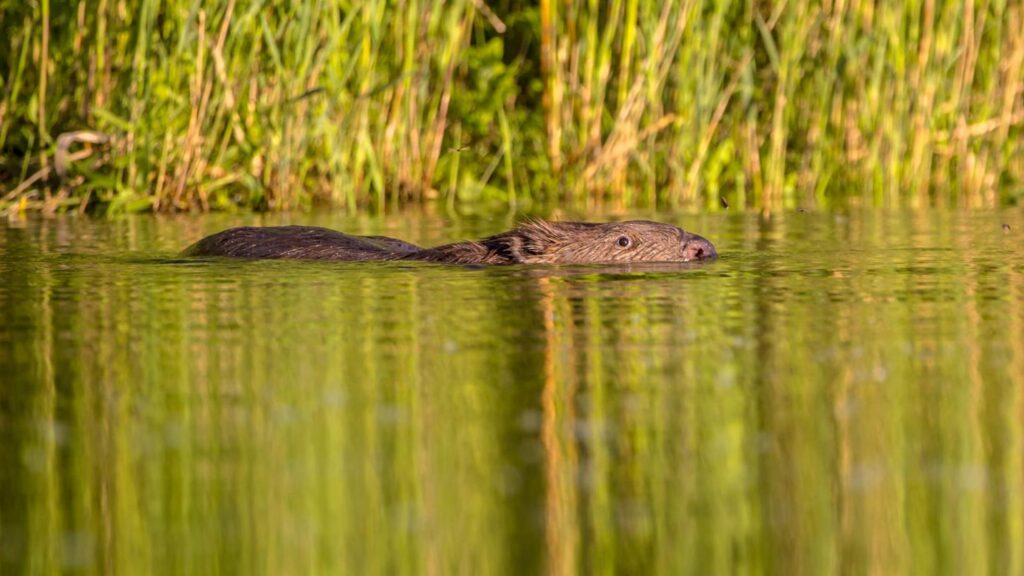 Zwemmende bever - CreativeNature