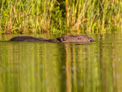 Zwemmende bever - CreativeNature