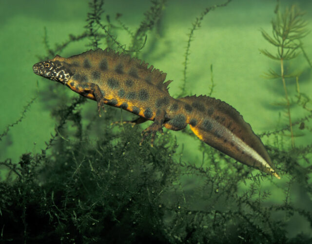 Kamsalamander
