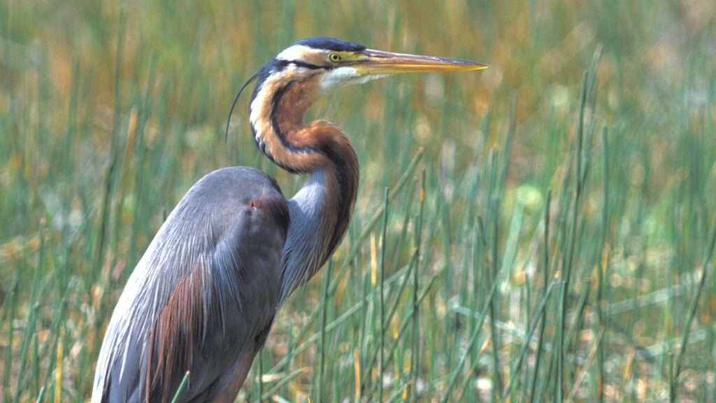 Purperreiger