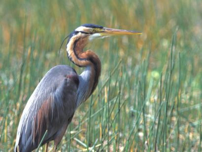 Purperreiger