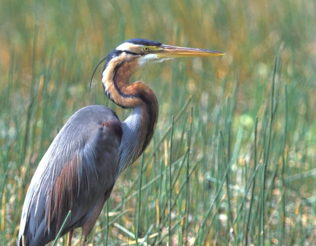 Purperreiger