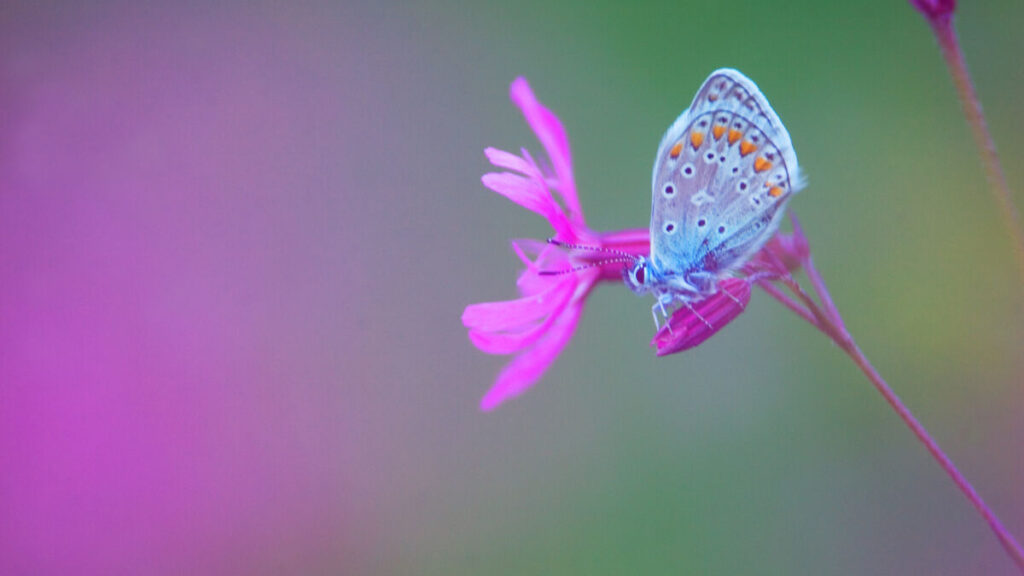 Blauwtje op koekoeksbloem