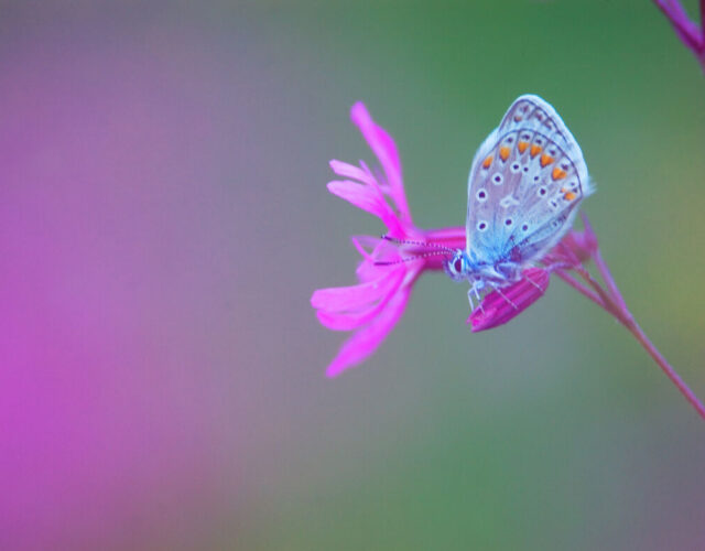 Blauwtje op koekoeksbloem