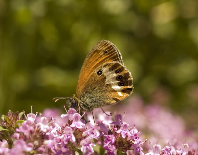 Hooibeestje