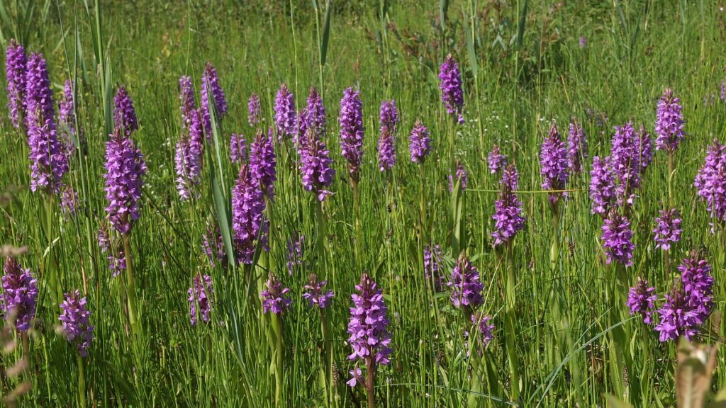 Rietorchis
