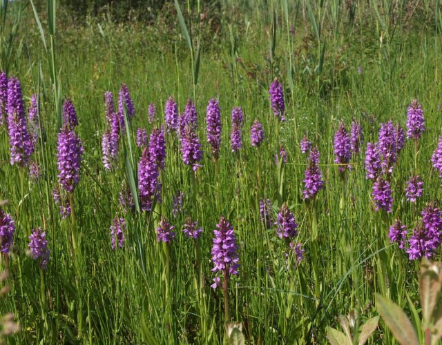 Rietorchis