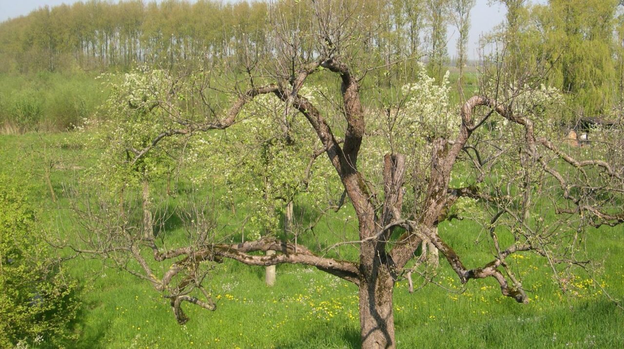 Diefdijk fruitbomen