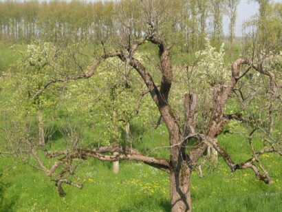 Diefdijk fruitbomen