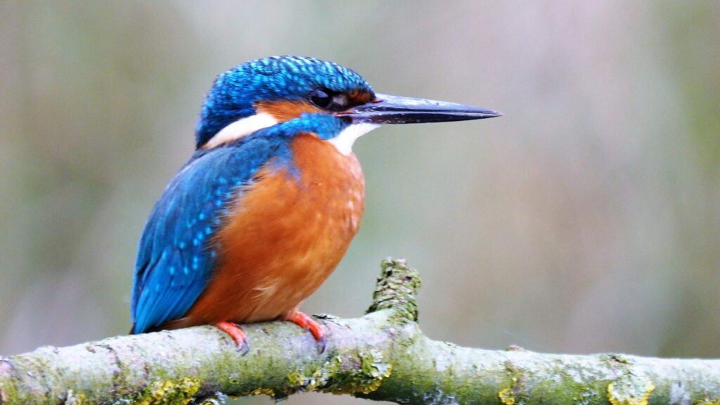IJsvogel