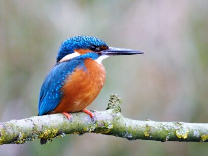 IJsvogel