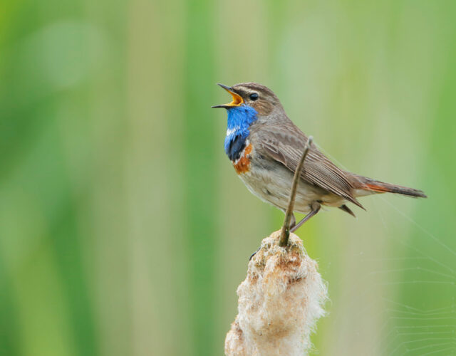 Blauwborst