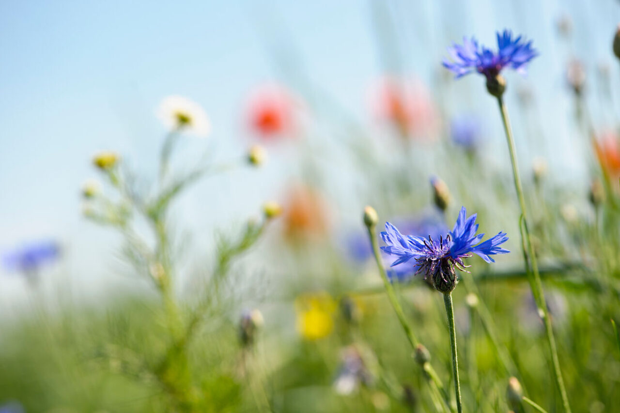 veldbloemen