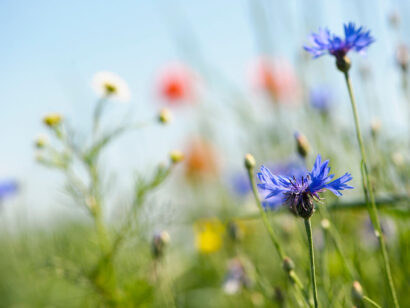 veldbloemen