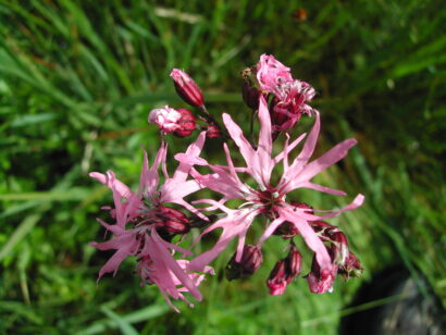 koekoeksbloem