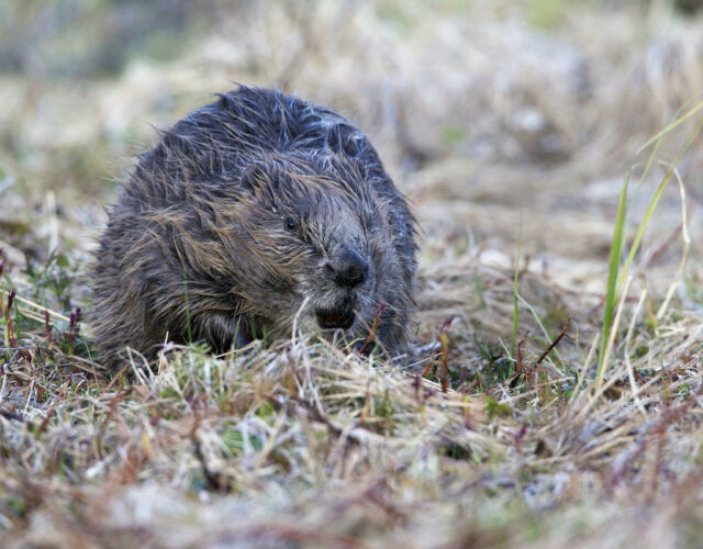 Bever - Saxifraga-Luc-Hoogenstein