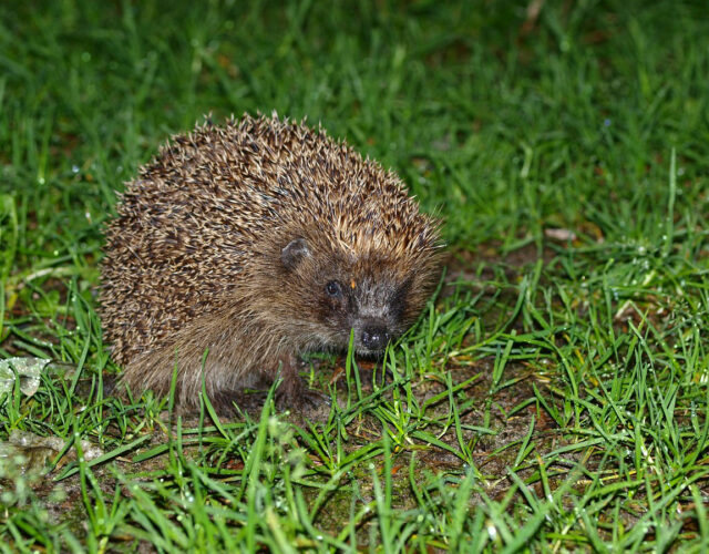 Egel