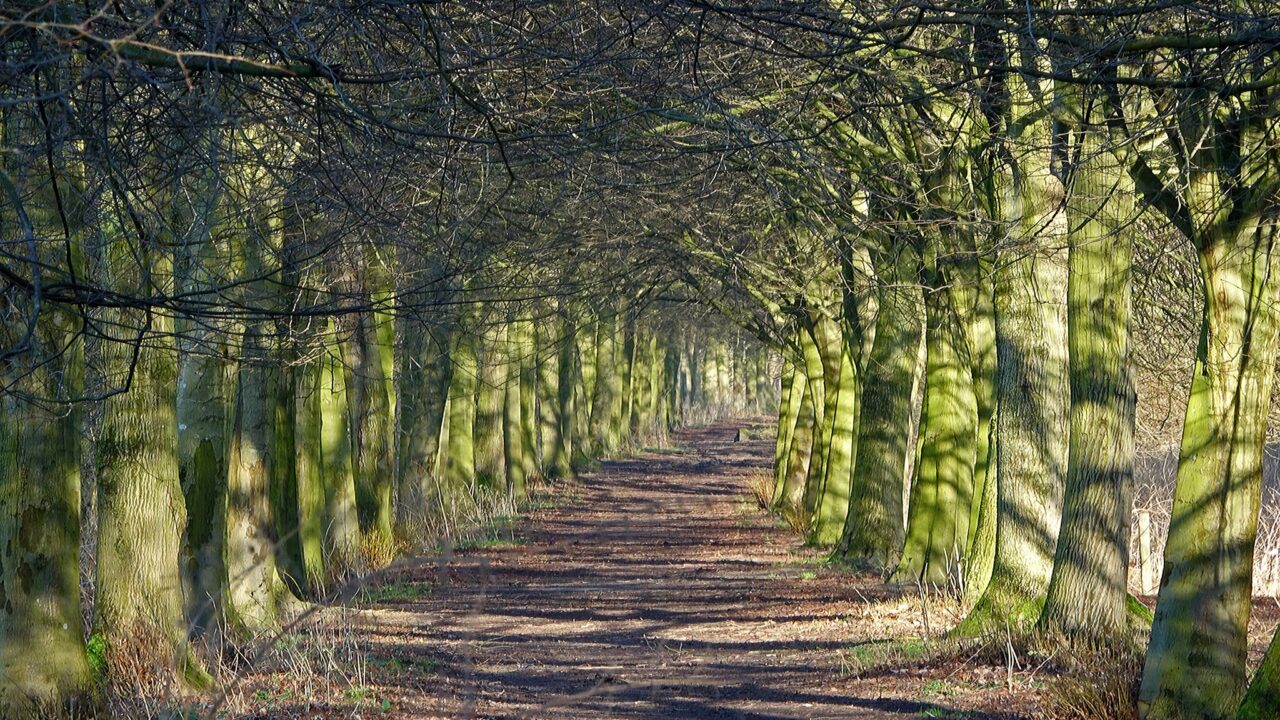 Lichtinval bomen - Teun van Dijk