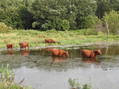 Broekpolder - Vlaardingen - Ria van der Helm