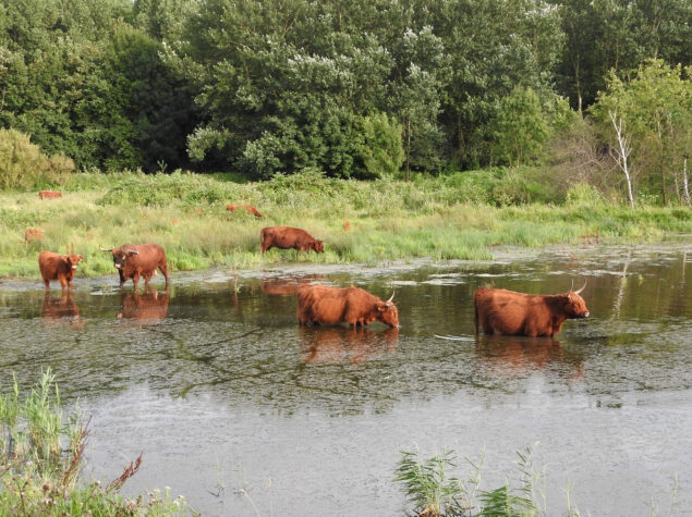 Broekpolder - Vlaardingen - Ria van der Helm