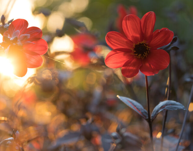 Sunset flowers