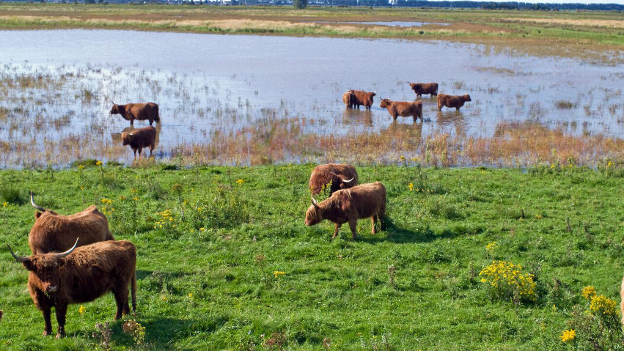 Schotse Hooglanders