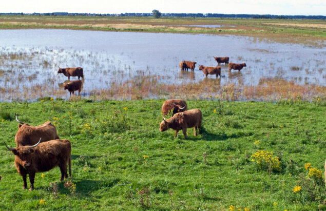 Schotse Hooglanders