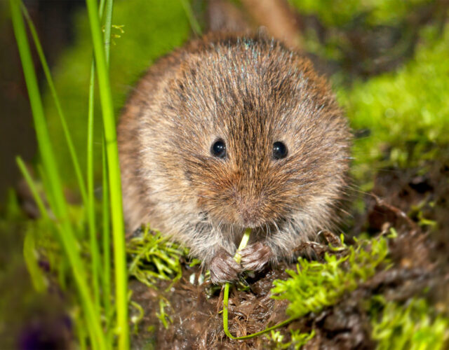 Noordse woelmuis in een zompig rietland