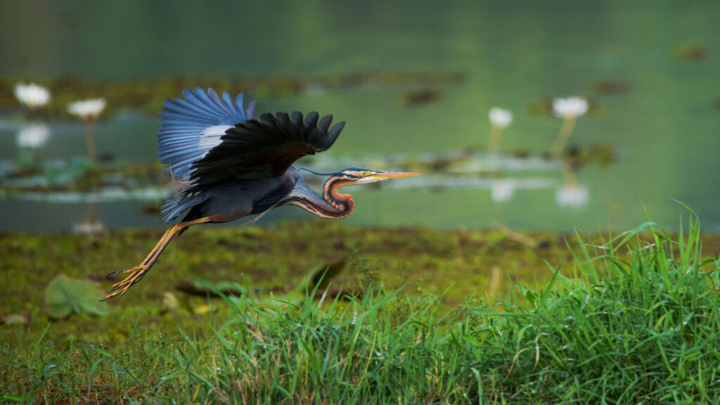Purperreiger in vlucht