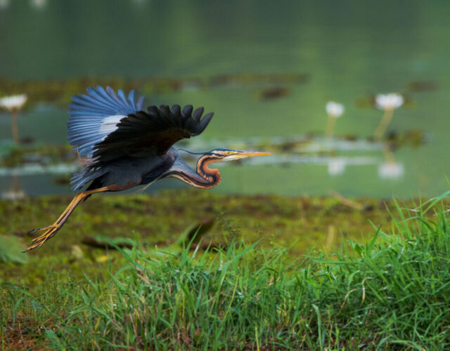 Purperreiger in vlucht