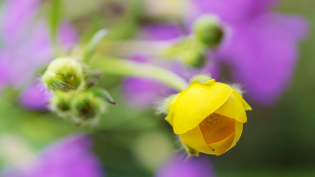 Boterbloem