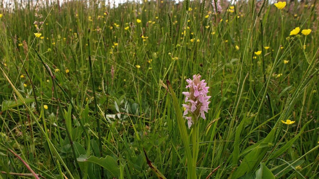 Vleeskleurige orchis