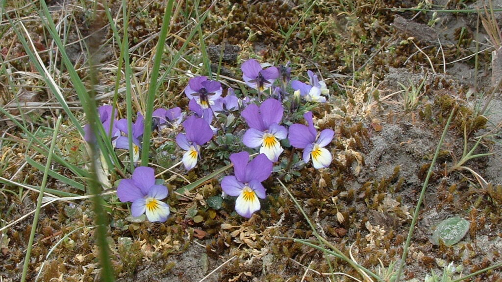 Duinviooltjes