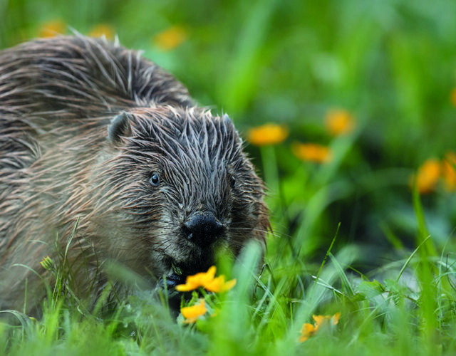 Bever
