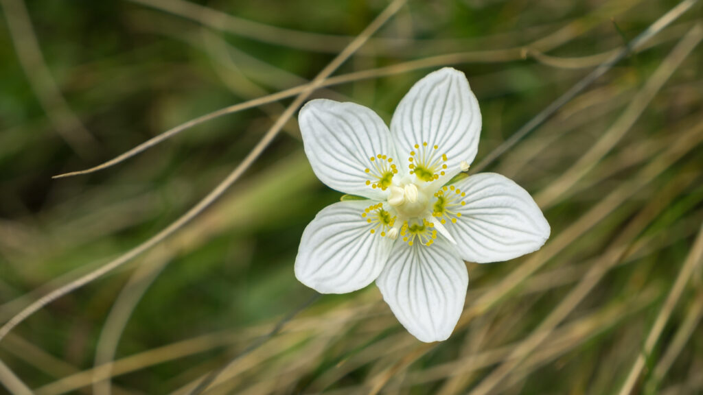 Parnassia