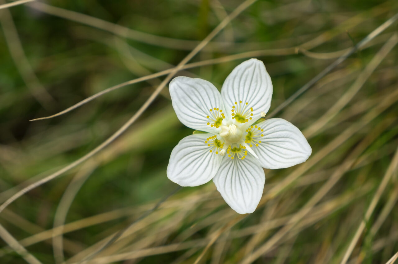 Parnassia