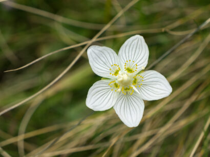 Parnassia