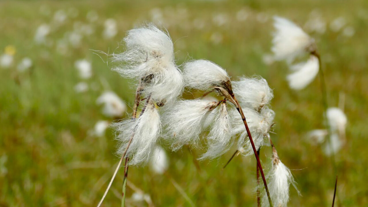 Veenpluis