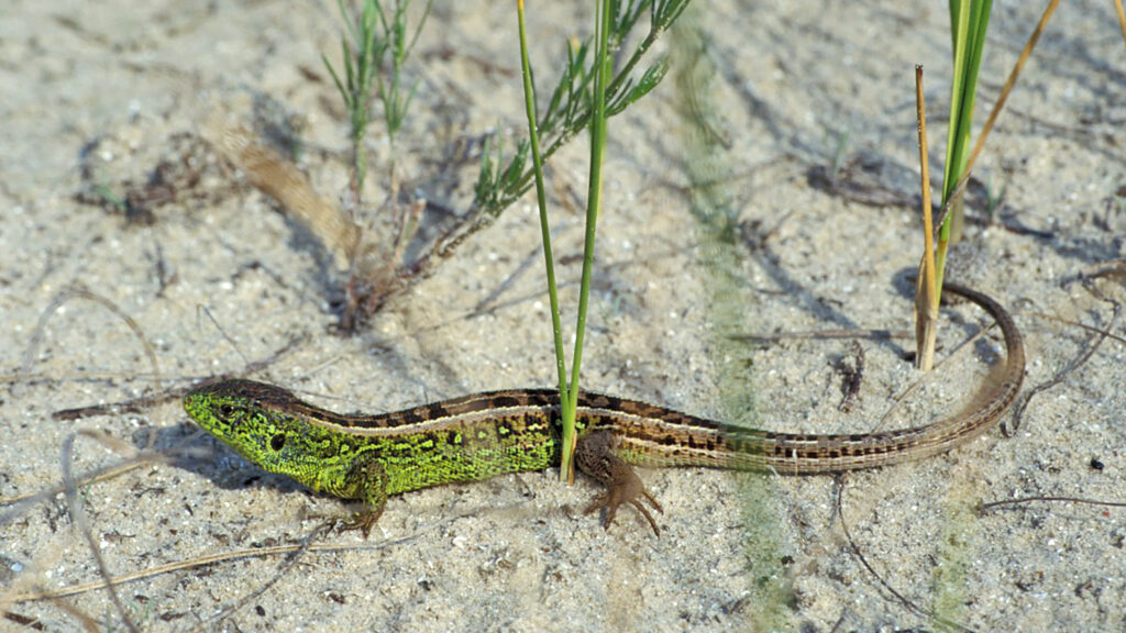 Zandhagedis
