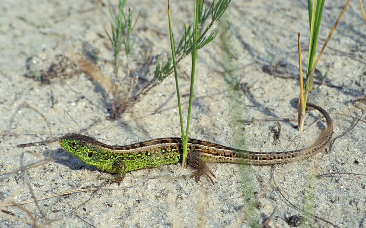 Zandhagedis