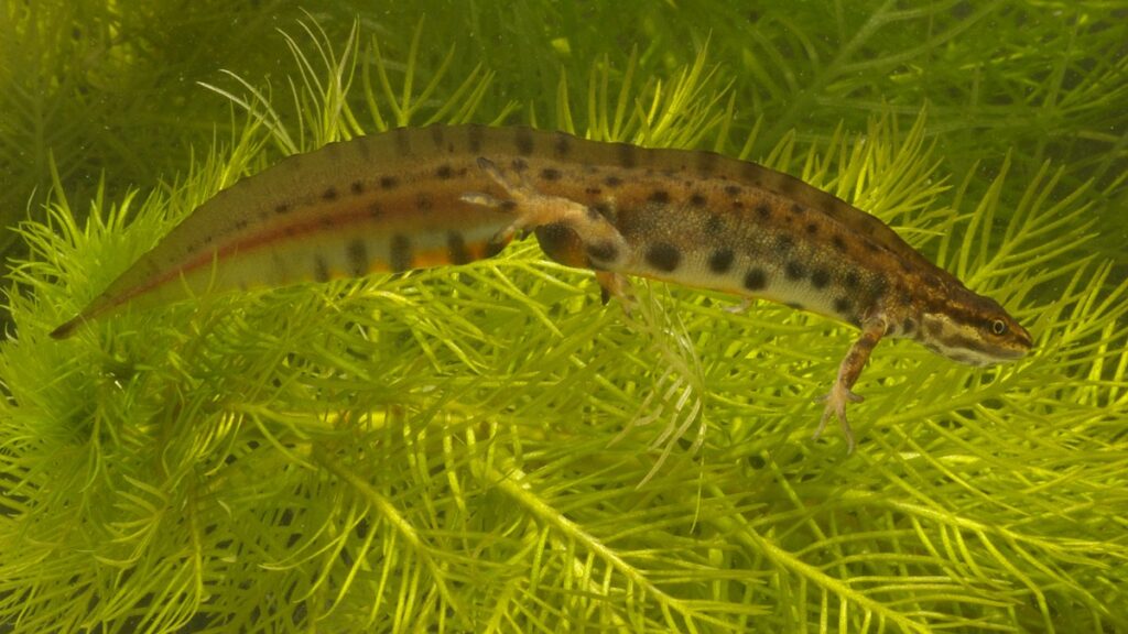 Kleine watersalamander