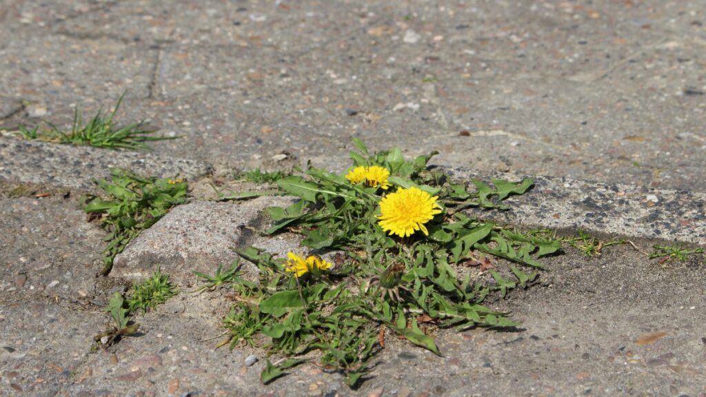 Paardenbloem