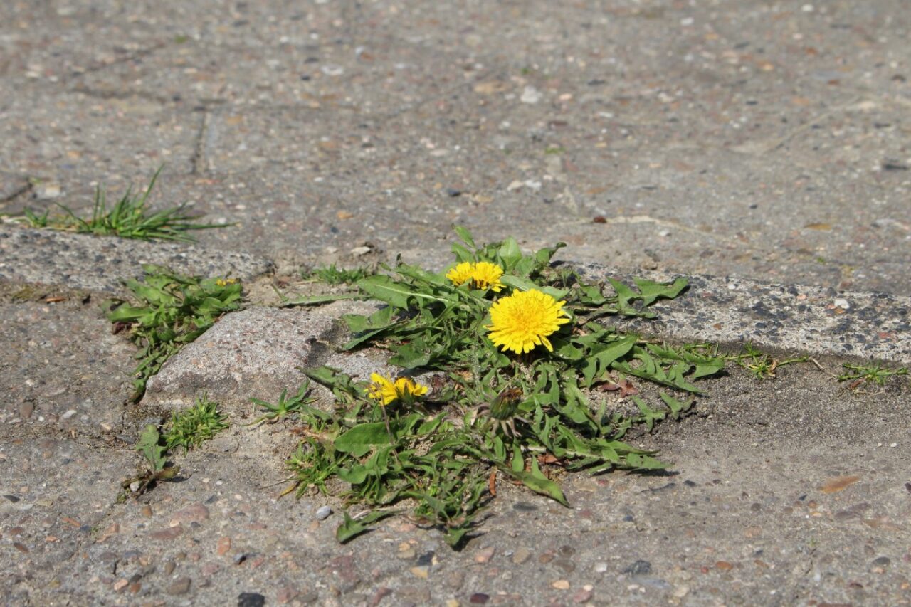 Paardenbloem