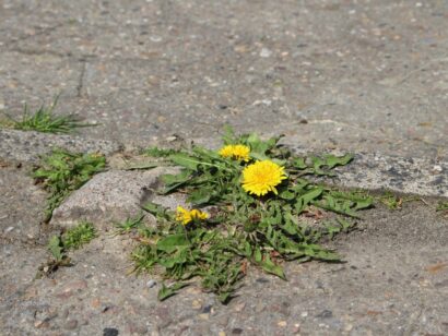 Paardenbloem
