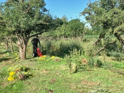 Maaien in de pruimenboomgaard
