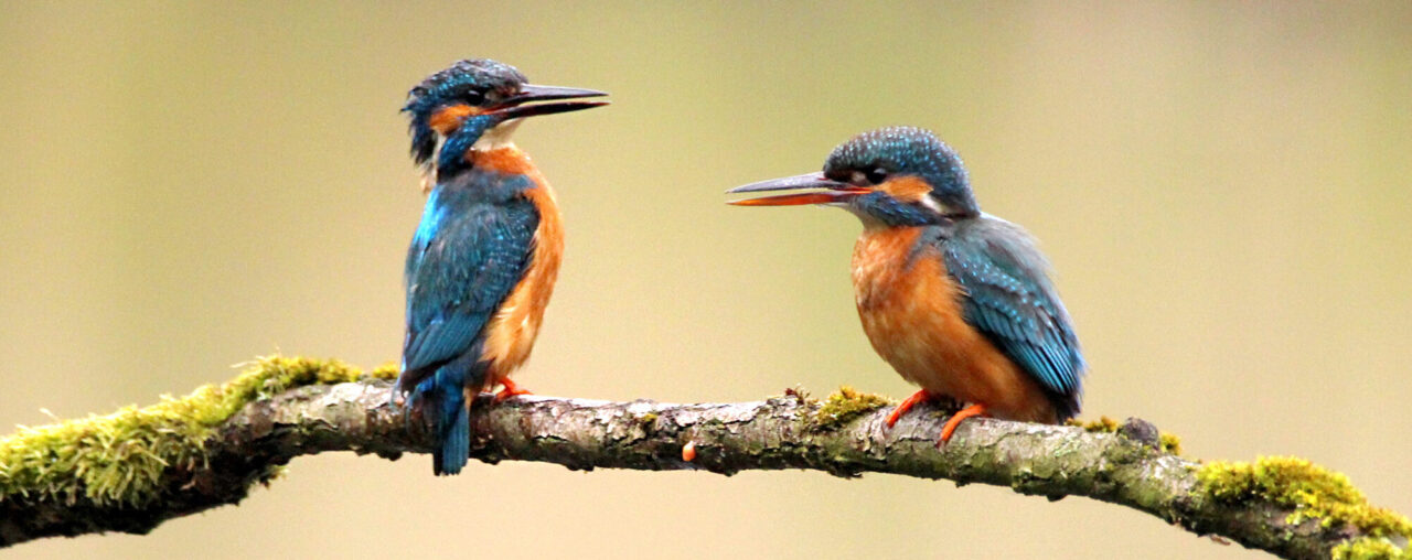 Belastingvoordeel voor de natuur